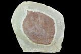 Fossil Leaf (Beringiaphyllum) - Montana #101882-1